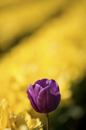 A large field of blooming, colorful tulips, planted in rows.の写真素材