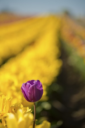A large field of blooming, colorful tulips, planted in rows.の写真素材
