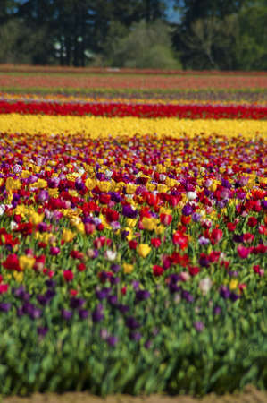 A large field of blooming, colorful tulips, planted in rows.の写真素材