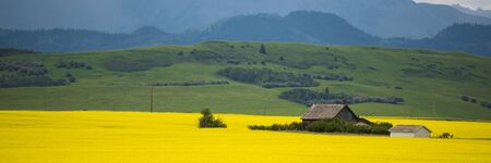 Farm house in field of canola in Alberta, Canadaの写真素材