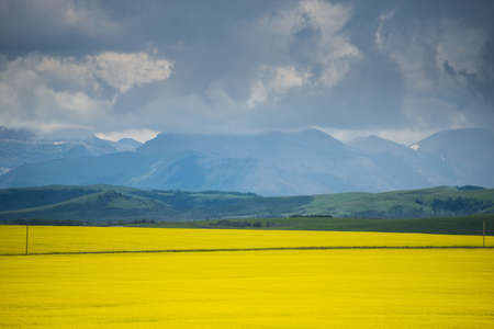 Field of yellow canola in Alberta, Canada