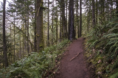 Trail through old growth temperate rainforest, Oregonの写真素材