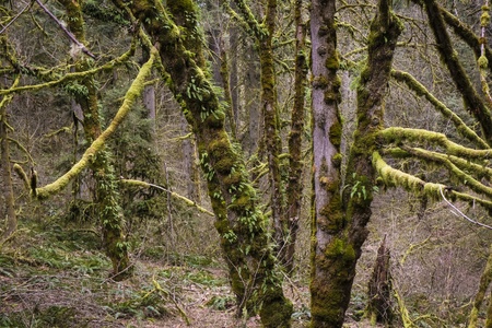 Old growth temperate rainforest, Oregon