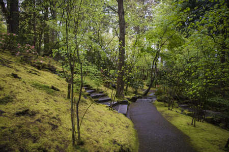 Pathway through a mossy Japanese gardenの写真素材