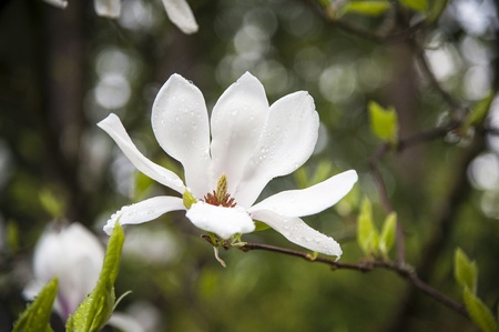 White magnolia blossoms with drops of rainの写真素材