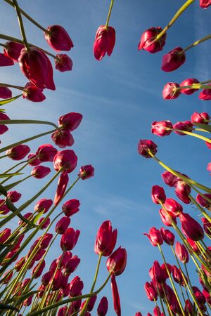 Red tulips on tall stems seen from belowの写真素材
