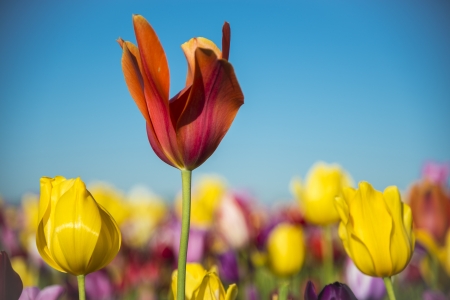 Solitary tulip in focus among a field of tulipsの写真素材