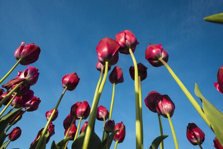 Tulips on long stems seen from belowの写真素材