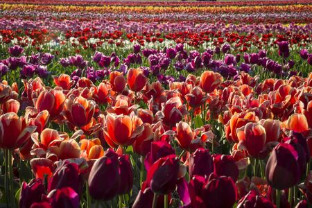 Rows of tulips on a flower farmの写真素材