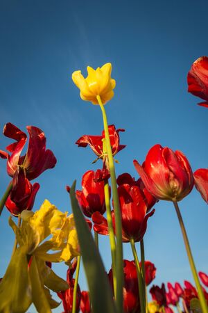 Upward view of tulips with long stalksの写真素材
