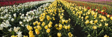 Rows of tulips on a far in Oregon's Willamette Valley