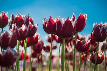 Selective focus on one red tulip among manyの写真素材