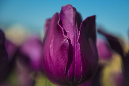 One tulip in a field of a flower farmの写真素材