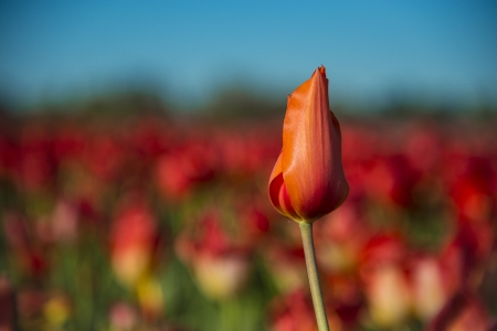 One tulip in a field of a flower farmの写真素材
