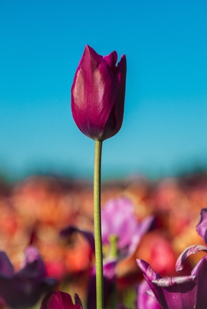 One tulip in a field of a flower farmの写真素材