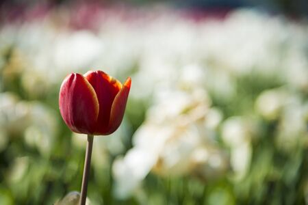One tulip in a field of a flower farmの写真素材