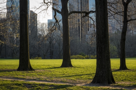 Early evening light in Central Park, New York Cityの写真素材