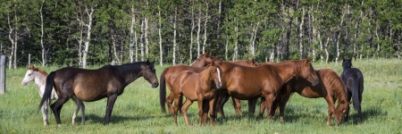 Herd of bay colored horses in mountain pastureの写真素材