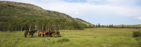 Herd of bay colored horses in mountain pastureの写真素材