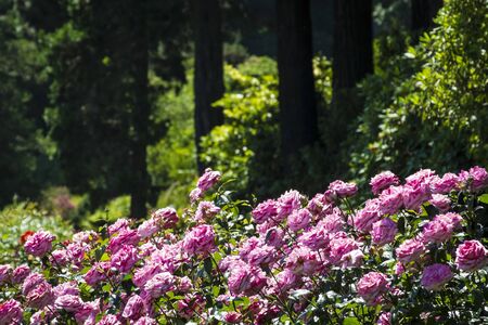 Red roses in Portland Public Test Garden gardenの写真素材