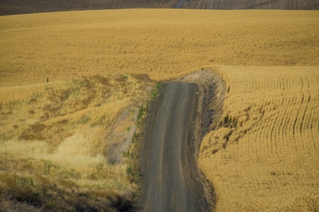Road through wheat fields ready for harvest in Washington State
