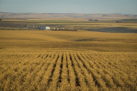 Fields of wheat fields ready for harvest in Washington State