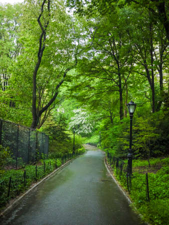 Sidewalks and forests in spring, Central Park, New York Cityの写真素材
