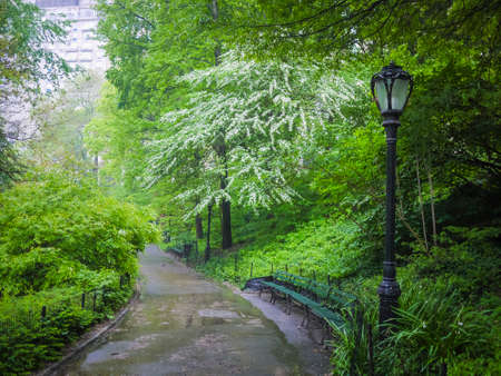 Sidewalks and forests in spring, Central Park, New York Cityの写真素材