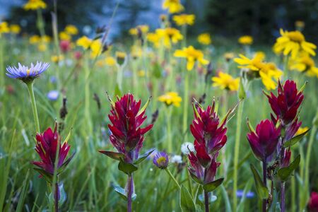 Red paintbrush and other wildflowers in the Rocky Mountains, Idahoの写真素材