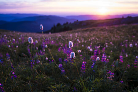 Mountain wildflowers in Oregon, backlit by sunsetの写真素材