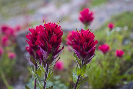 Red paintbrush looming on mountain slope and Oregonの写真素材