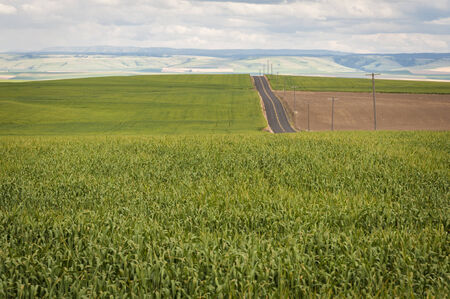 Wheat fields under a summer clouds in Washington Stateの写真素材