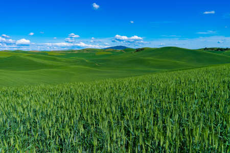 Green fields of wheat in the Palouse region of Washington stateの写真素材