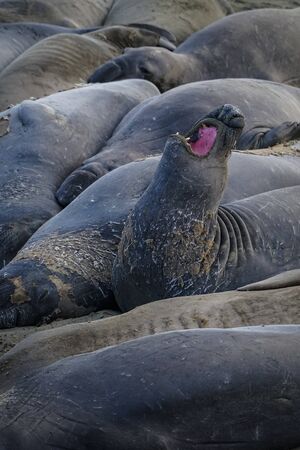 Rookery of elephant sea lions at Piedra Blanca, near Big Sur, Californiaの写真素材