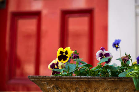 Spring pansies in flower box near red door, New York Cityの写真素材