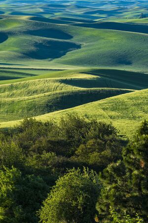Fields of green wheat in the Palouse region of Washington stateの写真素材