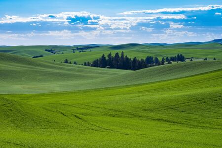 Fields of green wheat in the Palouse region of Washington state