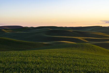 Fields of green wheat in the Palouse region of Washington stateの写真素材