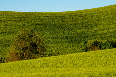 Fields of green wheat in the Palouse region of Washington stateの写真素材