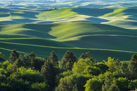 Fields of green wheat in the Palouse region of Washington state