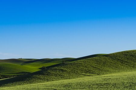 Fields of green wheat in the Palouse region of Washington stateの写真素材
