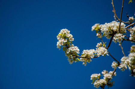 Blooming white Apple blossoms set against a blue sky