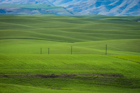 Fields of green wheat in the Palouse region of Washington stateの写真素材