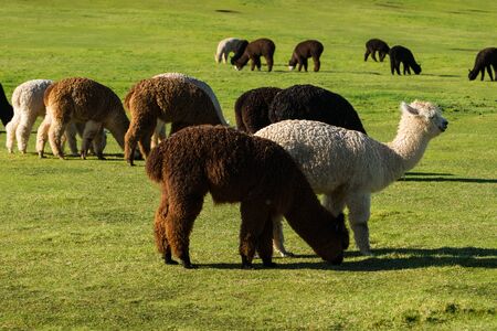 Alpaca herd grazing green grass on a ranchの写真素材