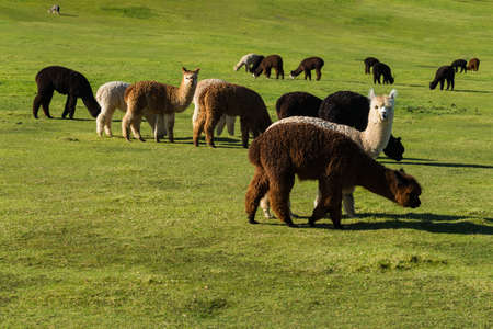 Alpaca herd grazing green grass on a ranchの写真素材