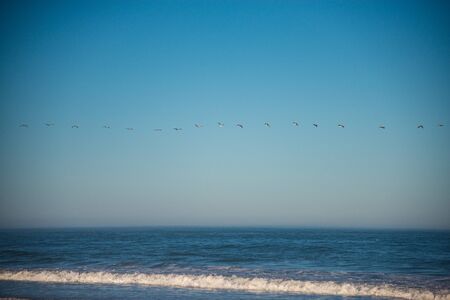 Line of pelicans flying above waves on the Pacific Oceanの写真素材