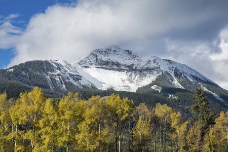 Yellow Aspen foliage and snowy mountain near Telluride, Coloradoの写真素材