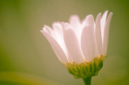 Close-up of small white daisy with green backgroundの写真素材