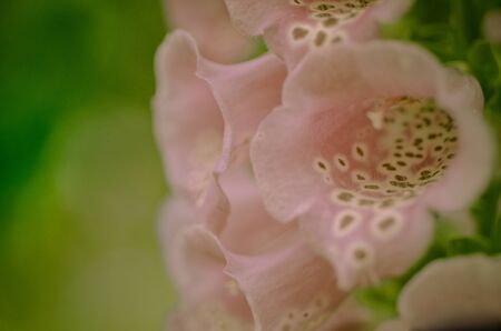 Close-up of the spike of pink foxglove flowers