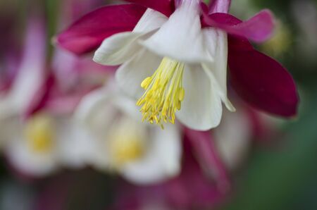 Close-up of red, white and yellow columbine flowersの写真素材